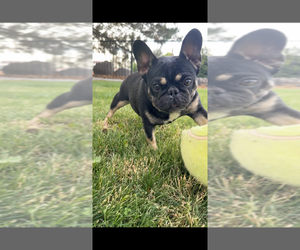 Mother of the French Bulldog puppies born on 03/02/2026