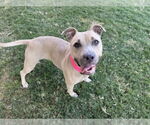 Small #2 American Pit Bull Terrier