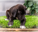 Small #3 Great Dane