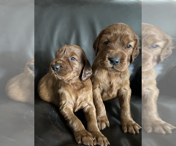 Medium Photo #3 Irish Setter Puppy For Sale in ONEONTA, NY, USA