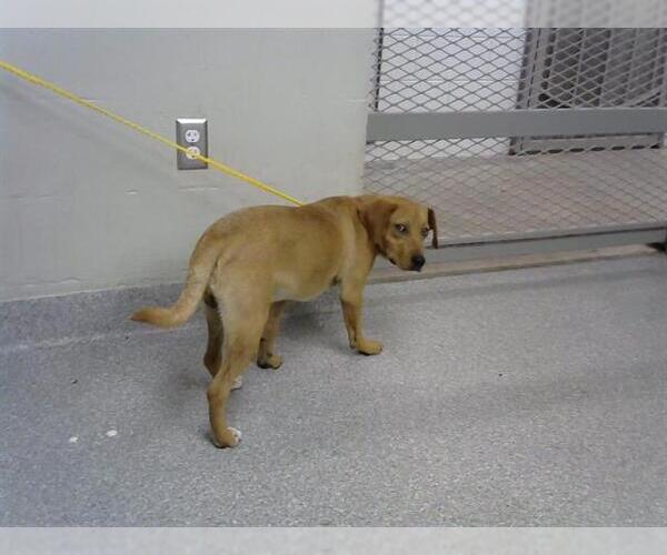 Medium Photo #1 Labrador Retriever-Unknown Mix Puppy For Sale in Pasadena, TX, USA
