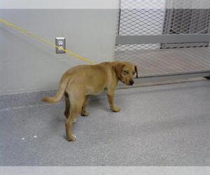 Labrador Retriever-Unknown Mix Dogs for adoption in Pasadena, TX, USA