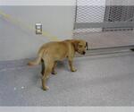 Small Labrador Retriever Mix