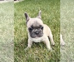 Small #2 French Bulldog