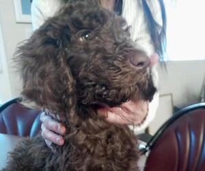 Poodle (Standard) Puppy for sale in RENO, NV, USA