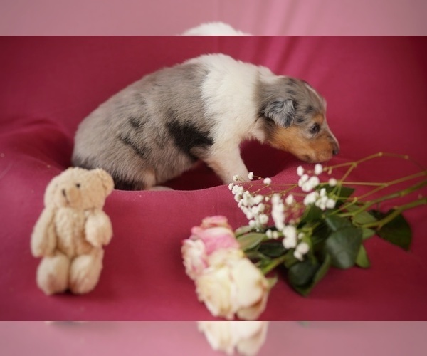 Medium Photo #6 Collie Puppy For Sale in PILOT, VA, USA