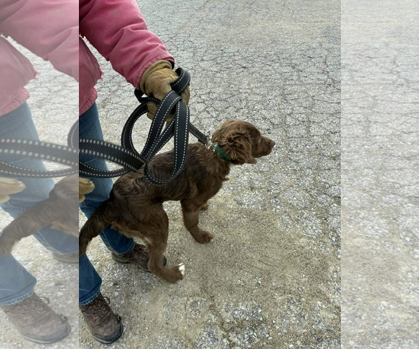 Medium Photo #8 Aussiedoodle Puppy For Sale in Columbus, IN, USA