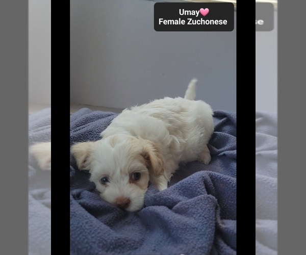 Medium Photo #3 Havanese-Zuchon Mix Puppy For Sale in TUCSON, AZ, USA