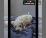 Small #2 Havanese-Zuchon Mix