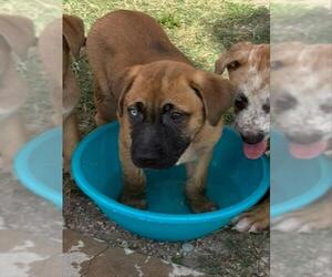 Boxer Dogs for adoption in Houston, TX, USA