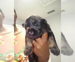 Small Photo #1 German Shepherd Dog Puppy For Sale in OCALA, FL, USA