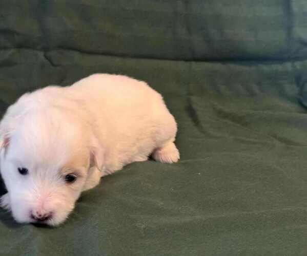 Medium Photo #1 Coton de Tulear Puppy For Sale in TIMBER, OR, USA