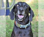 Small #26 Plott Hound-Weimaraner Mix