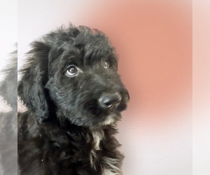 Aussiedoodle Puppy for sale in LAKELAND, FL, USA