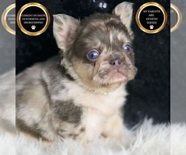 Medium Photo #48 French Bulldog Puppy For Sale in WARSAW, IN, USA