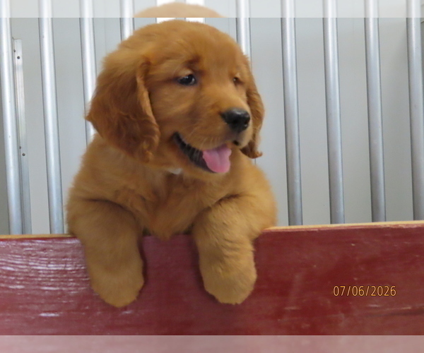 Medium Photo #1 Golden Retriever Puppy For Sale in THORP, WI, USA