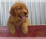 Puppy 4 Golden Retriever