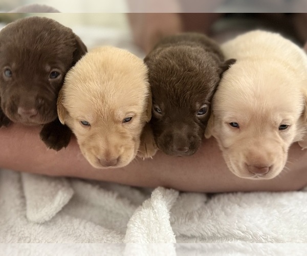 Medium Photo #4 Labrador Retriever Puppy For Sale in FORT LAUDERDALE, FL, USA