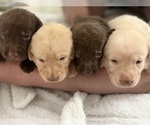 Sun - Female Labrador Retriever Puppy for Sale - Photo #4