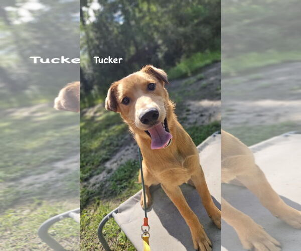 Medium Photo #2 Mutt Puppy For Sale in Ridgefield, CT, USA