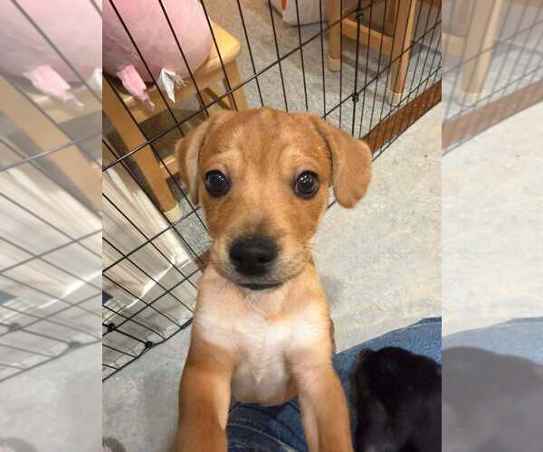 Medium Photo #7 Beagle-Unknown Mix Puppy For Sale in New York, NY, USA