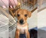 Small Photo #7 Beagle-Unknown Mix Puppy For Sale in New York, NY, USA