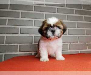 Shih Tzu Puppy for sale in NORTHWOODS, IL, USA