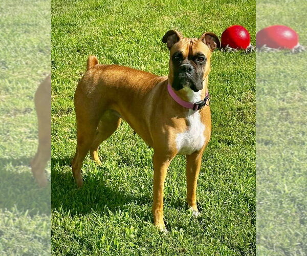 Medium Photo #1 Boxer Puppy For Sale in Dumont, NJ, USA