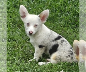 American Corgi Puppy for Sale in NOWATA, Oklahoma USA