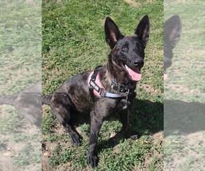 Belgian Malinois Puppy for sale in PHILIP, SD, USA