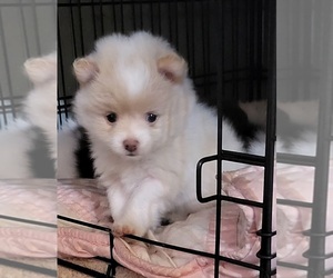 Pomeranian Puppy for Sale in FAIRVIEW HEIGHTS, Illinois USA