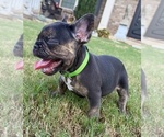Shelby - Female French Bulldog Puppy for Sale - Photo #7