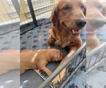 Small #26 Golden Retriever