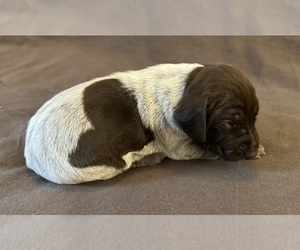 German Shorthaired Pointer Puppy for sale in WOODLAND PARK, CO, USA