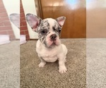 Small #2 French Bulldog