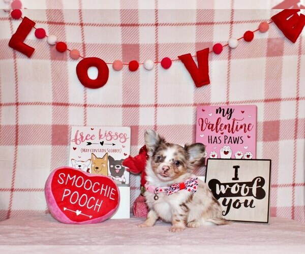 Medium Photo #1 Chihuahua Puppy For Sale in CHARLESTON, AR, USA