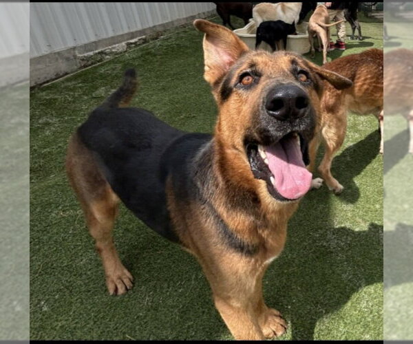 Medium Photo #1 German Shepherd Dog-Unknown Mix Puppy For Sale in Winston Salem, NC, USA