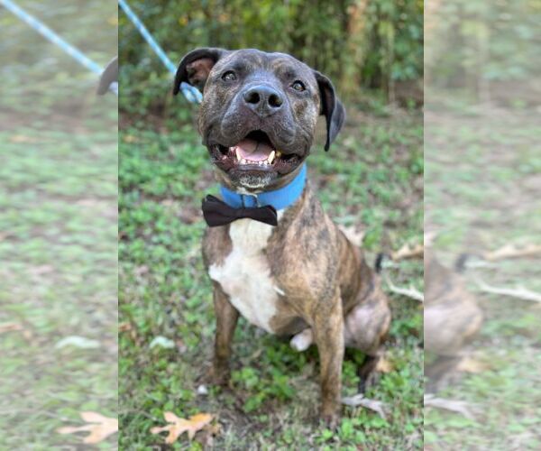 Medium Photo #2 American Pit Bull Terrier Puppy For Sale in Virginia Beach, VA, USA