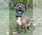 Small #1 American Pit Bull Terrier