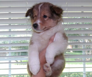 Shetland Sheepdog Puppy for sale in DALLAS, TX, USA