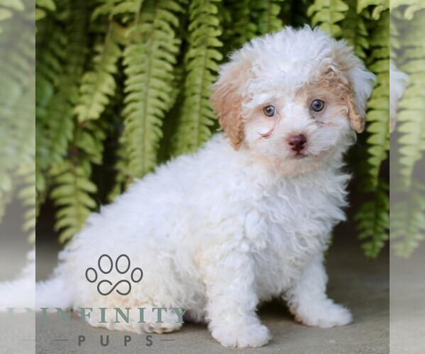 Medium Photo #1 Shih-Poo Puppy For Sale in GORDONVILLE, PA, USA