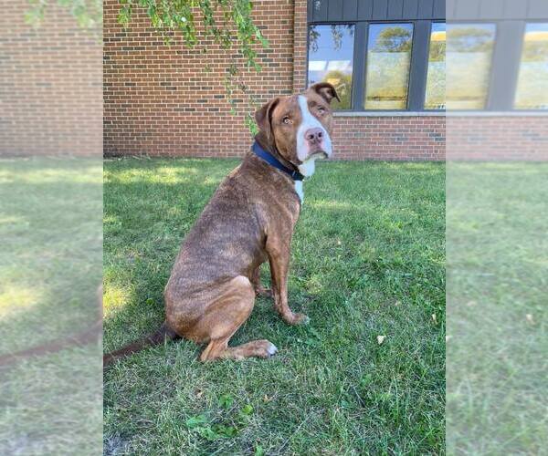 Medium Photo #1 American Pit Bull Terrier-Unknown Mix Puppy For Sale in Coralville, IA, USA
