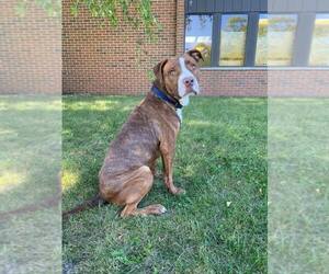 American Pit Bull Terrier-Unknown Mix Dogs for adoption in Coralville, IA, USA