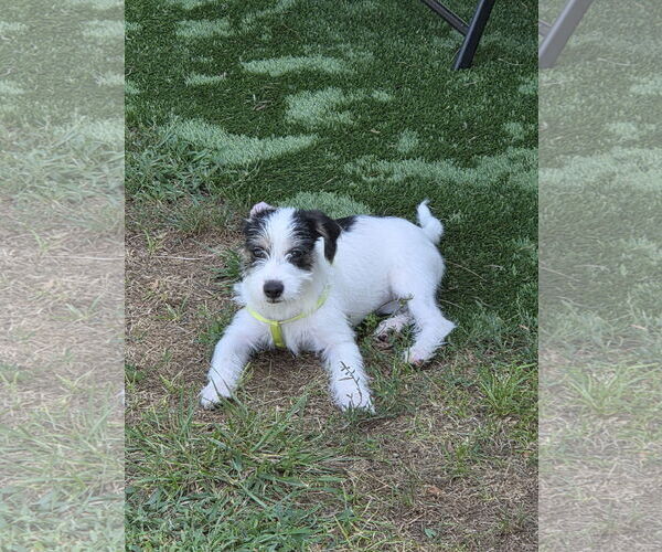 Medium Photo #5 Maltese-Unknown Mix Puppy For Sale in Westminster, MD, USA