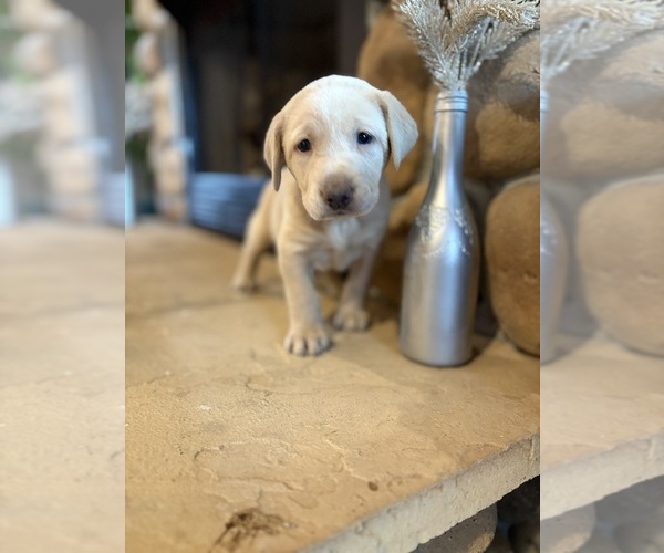 Medium Photo #57 Labrador Retriever Puppy For Sale in LEASBURG, MO, USA