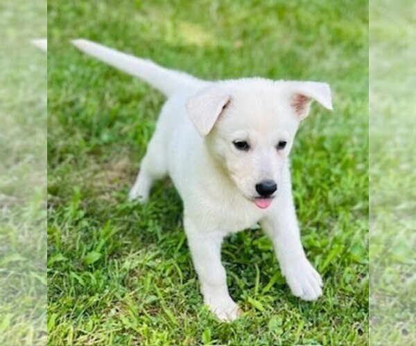 Medium Photo #5 German Shepherd Dog Puppy For Sale in CARDINGTON, OH, USA