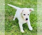 Small #4 German Shepherd Dog