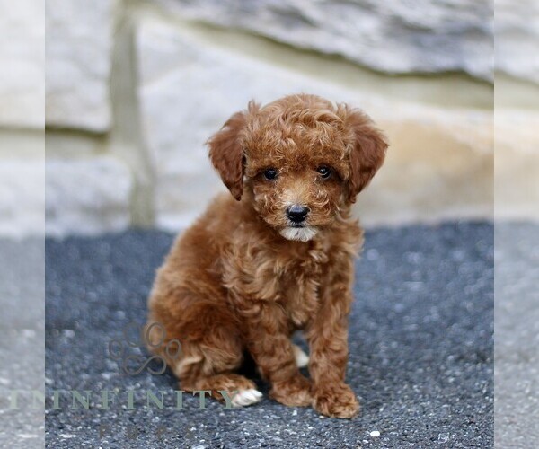 Medium Photo #4 Poodle (Toy) Puppy For Sale in BIRD IN HAND, PA, USA
