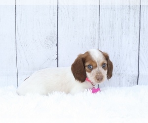 Dachshund Dog for Adoption in INDEPENDENCE, Iowa USA