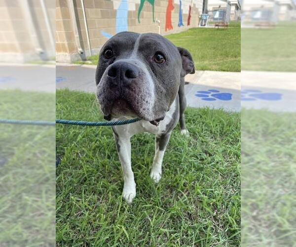 Medium Photo #1 American Pit Bull Terrier Puppy For Sale in Corpus Christi, TX, USA